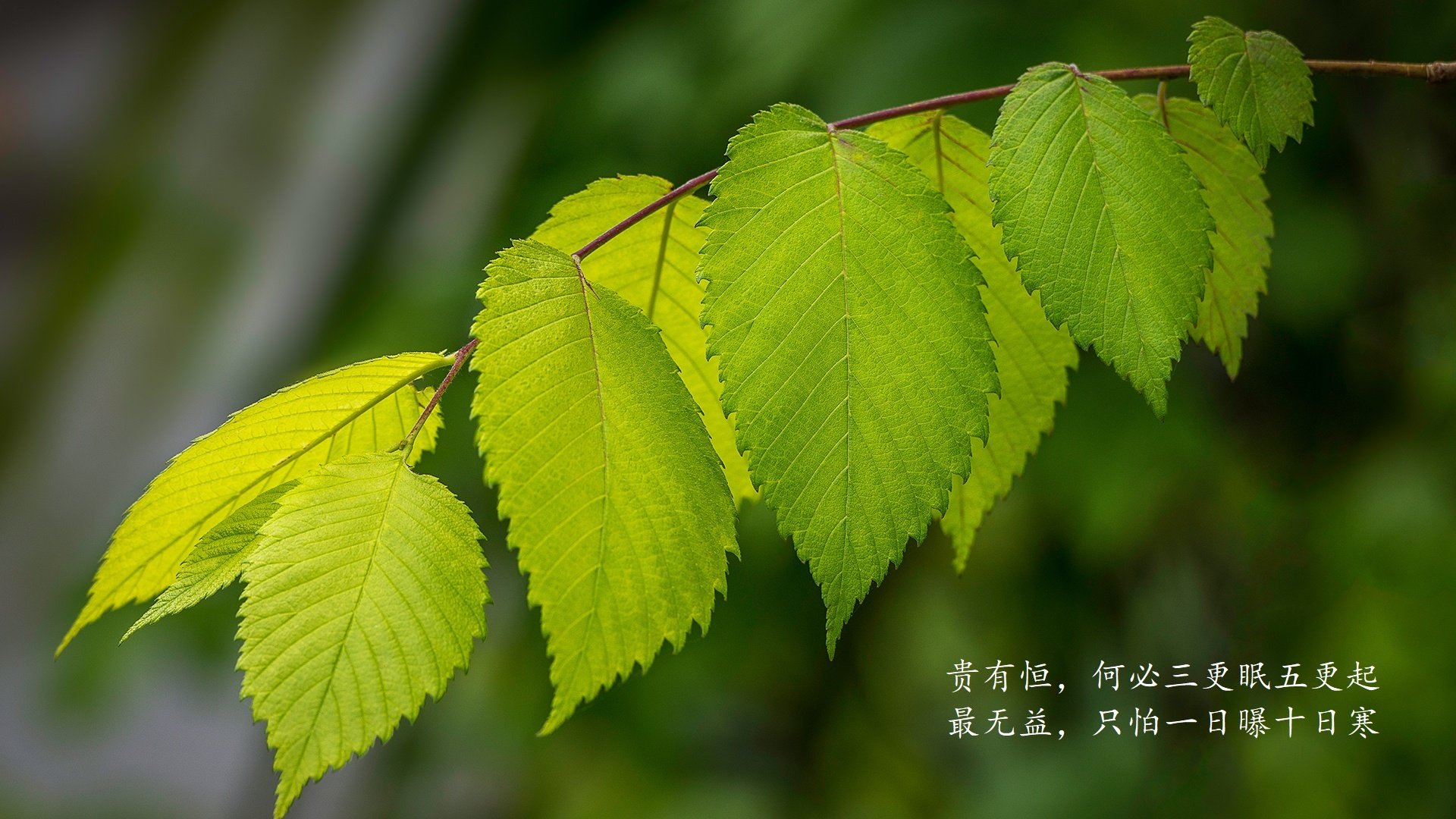 AYX SPORTS-《守望先锋全球锦标赛，策略博弈精彩纷呈》，守望先锋锦标赛赛制
