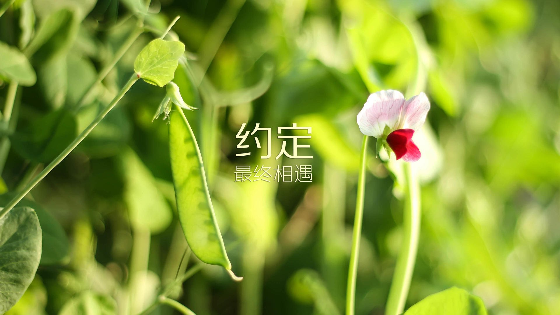 爱游戏体育（AYX）官方APP下载-T1战术调整效果显著，tde战术