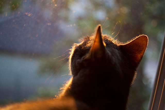 AYX GAME-职业联赛制定球员替换管理流程提升比赛节奏控制，球队要求替换队员