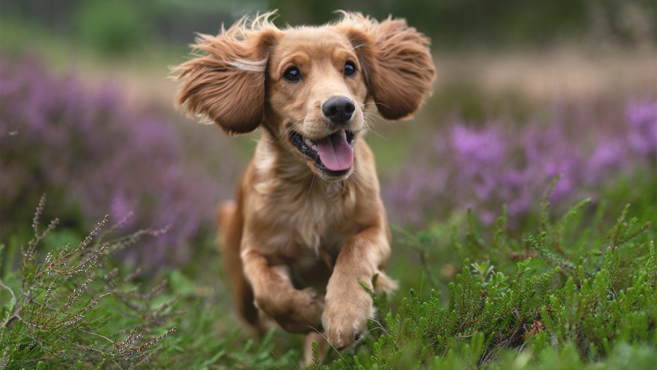 爱游戏-中国三人篮球男队专注攻守节奏把控,中国三人篮球男篮