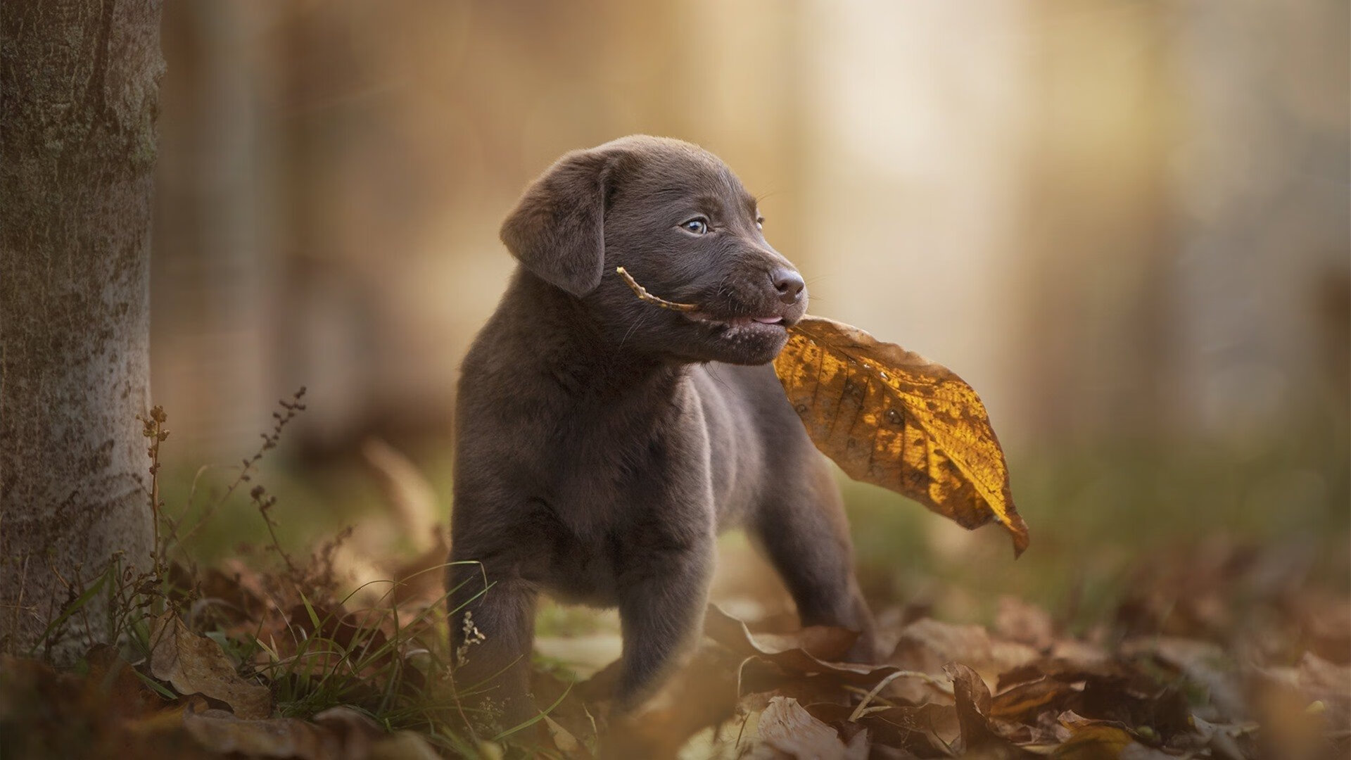 AIYOUXI.COM-中国女篮保持高强度训练状态,中国女篮练练